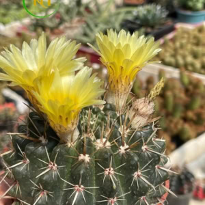Xương rồng gai kiếm