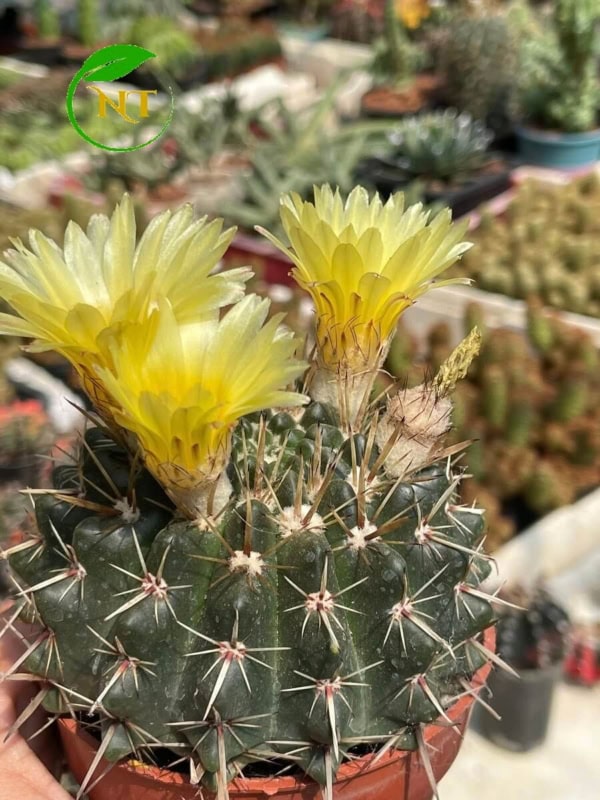 Xương rồng gai kiếm