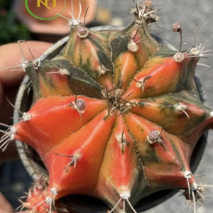Xương rồng Gymno lem