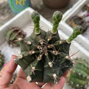 Xương rồng Gymno tím