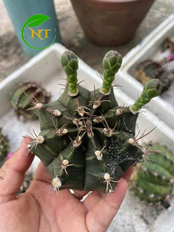 Xương rồng Gymno tím