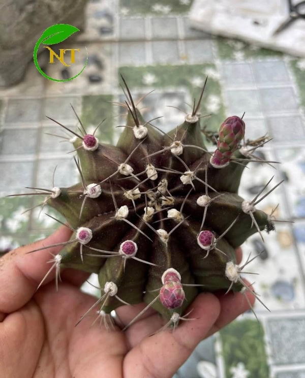 Xương rồng Gymno tím