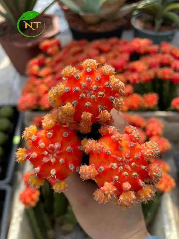 Xương rồng Hồng ngọc - Hình ảnh 2