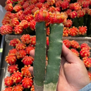 Xương rồng Hồng ngọc
