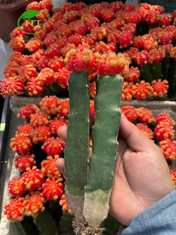 Xương rồng Hồng ngọc