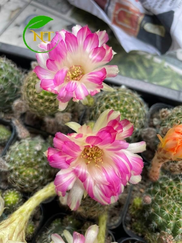 Xương rồng Lobi