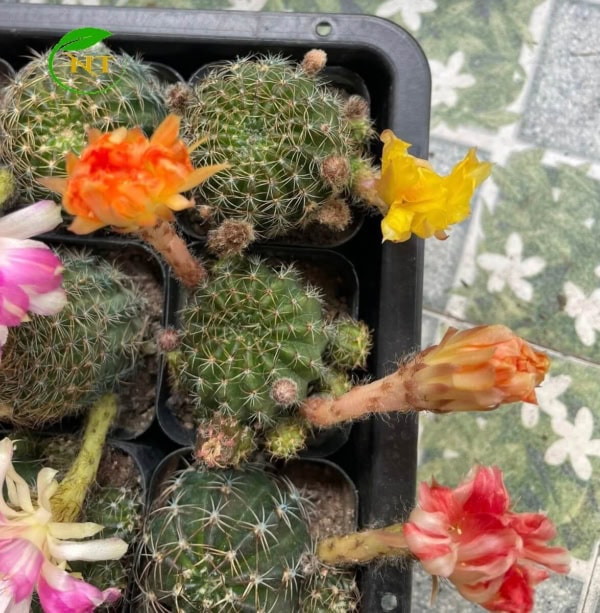Xương rồng Lobi