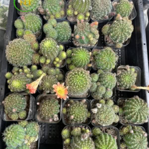 Xương rồng Lobi