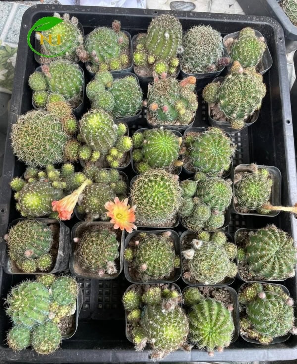 Xương rồng Lobi