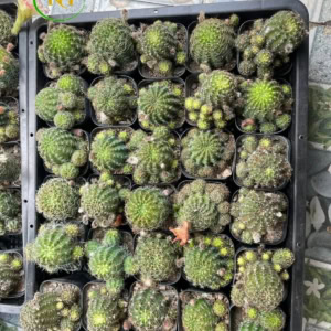 Xương rồng Lobi