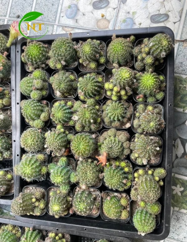 Xương rồng Lobi