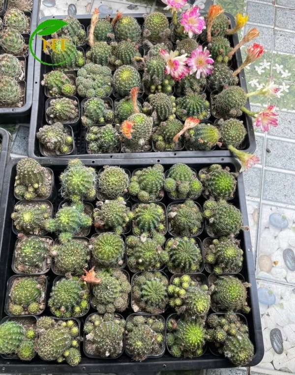 Xương rồng Lobi