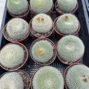 Xương rồng Lông thiên nga