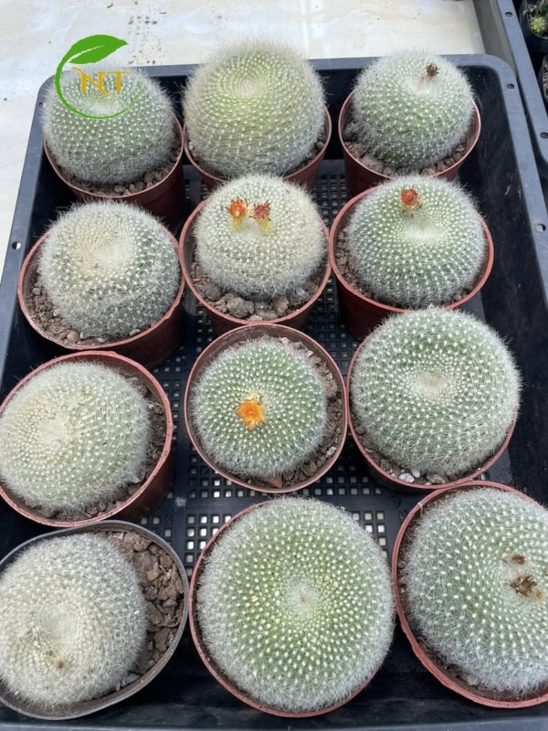 Xương rồng Lông thiên nga