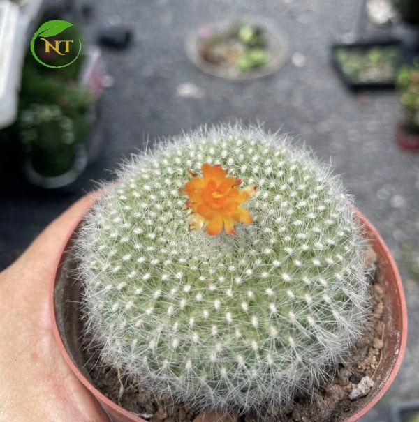 Xương rồng Lông thiên nga