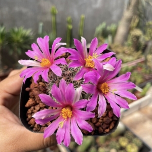 Xương rồng mami