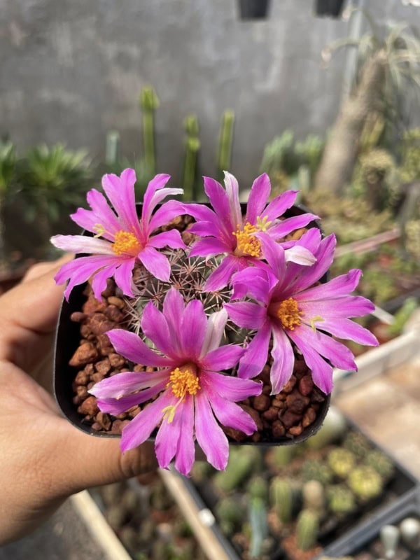 Xương rồng mami