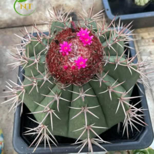 Xương rồng melo