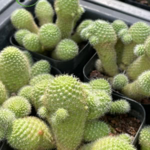 xương rồng Rebutia