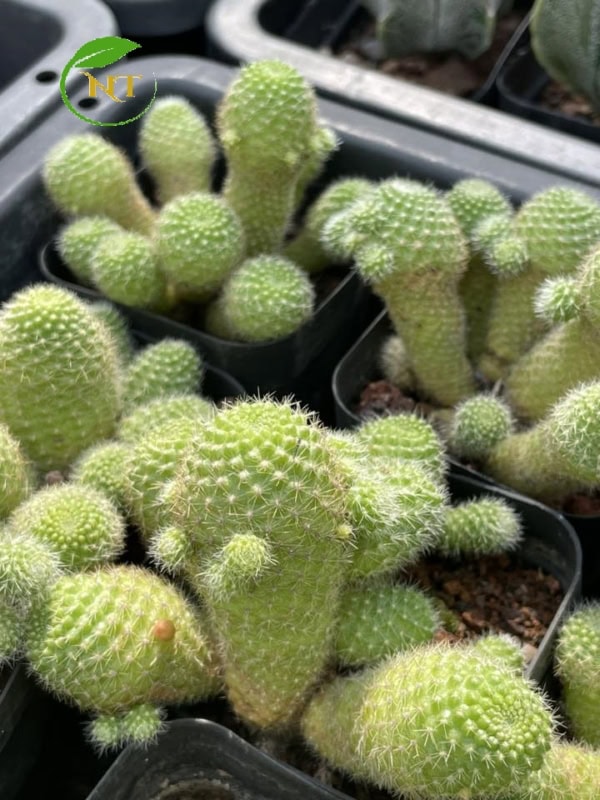 xương rồng Rebutia