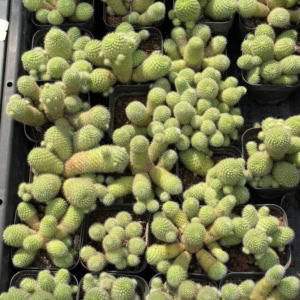xương rồng Rebutia