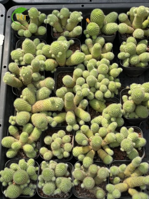 xương rồng Rebutia