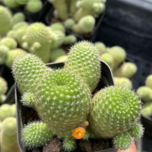 Rebutia