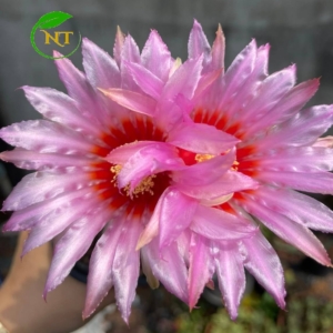 Xương rồng Thelo