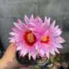 Xương rồng Thelo