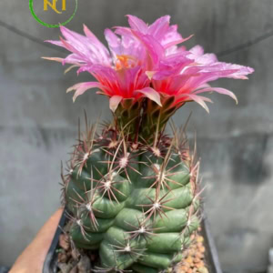 Xương rồng Thelo