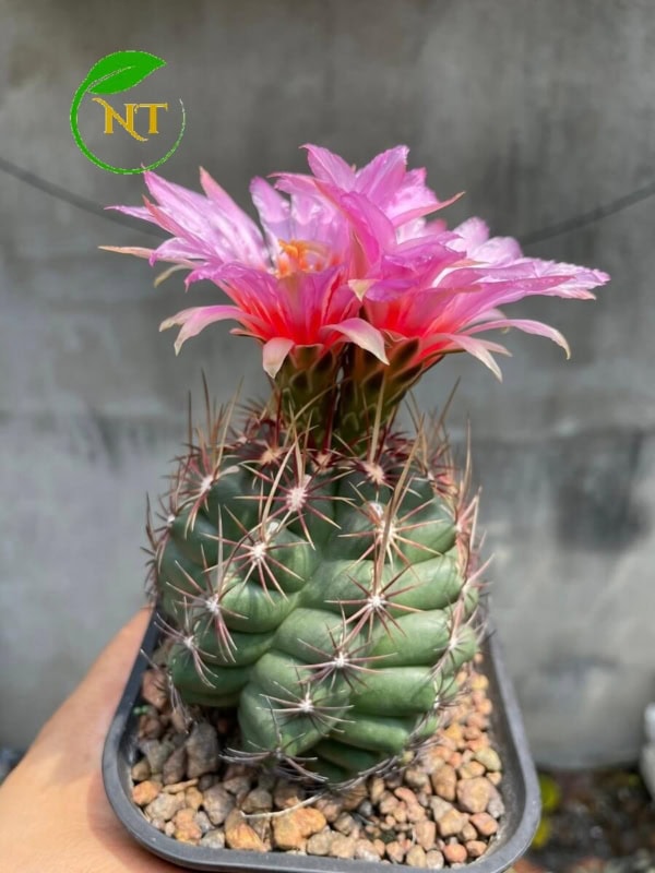 Xương rồng Thelo