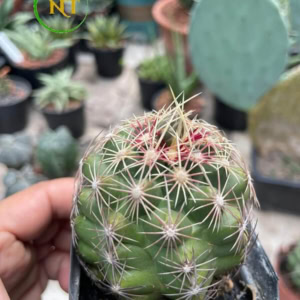 Xương rồng Thelo
