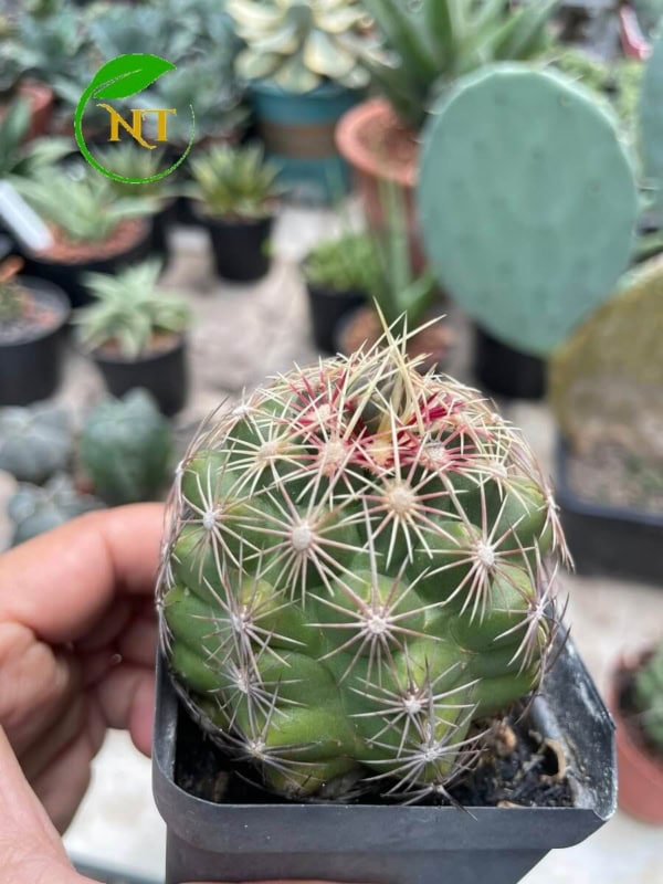 Xương rồng Thelo