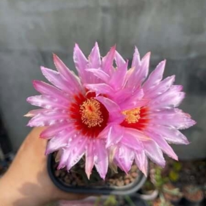 Xương rồng Thelo