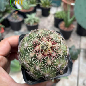 Xương rồng Thelo