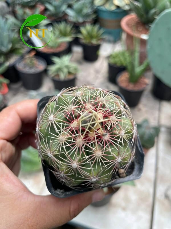 Xương rồng Thelo