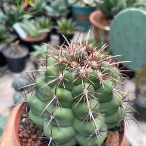 Xương rồng Thelo