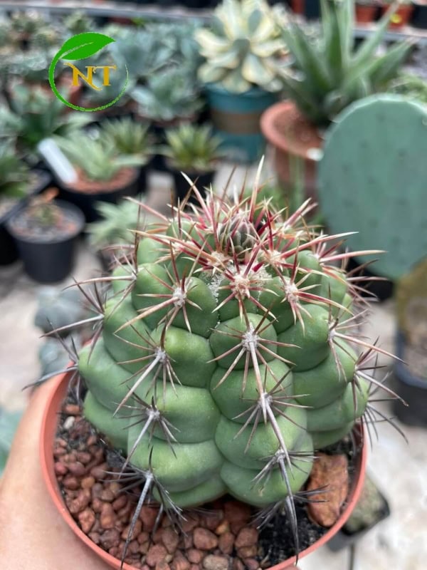 Xương rồng Thelo