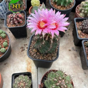 Xương rồng Thelo