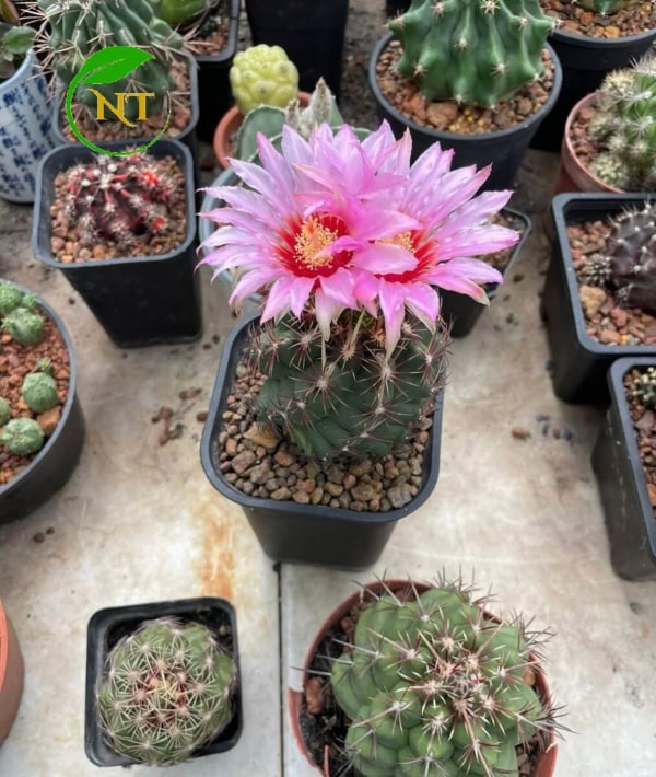 Xương rồng Thelo