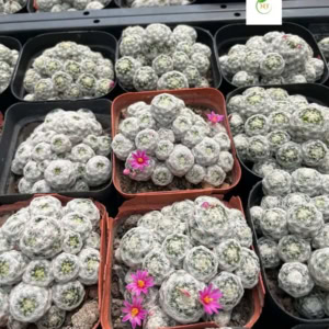 Xương rồng trứng cút / Xương rồng trứng chim