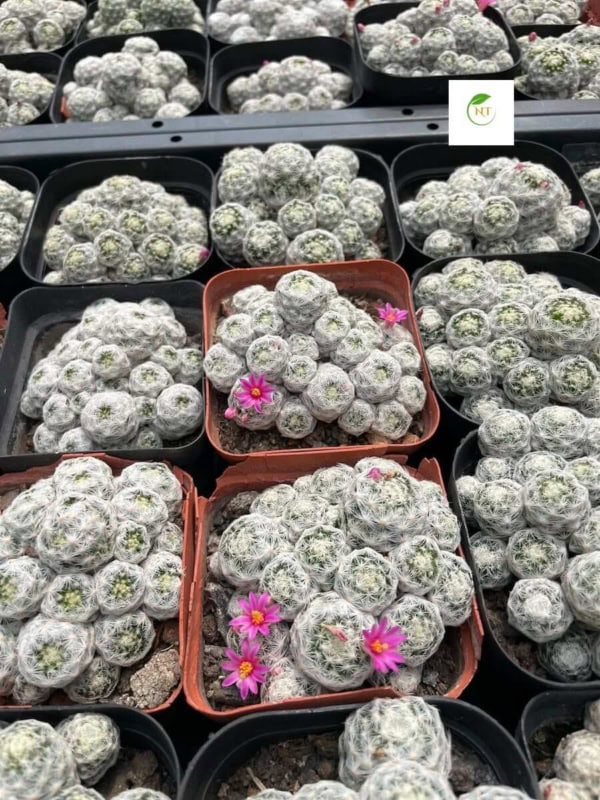 Xương rồng trứng cút / Xương rồng trứng chim