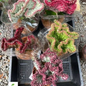 Xương rồng Vạn lý trường thành / Xương rồng mào gà