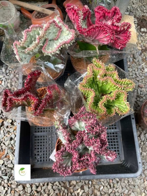 Xương rồng Vạn lý trường thành / Xương rồng mào gà
