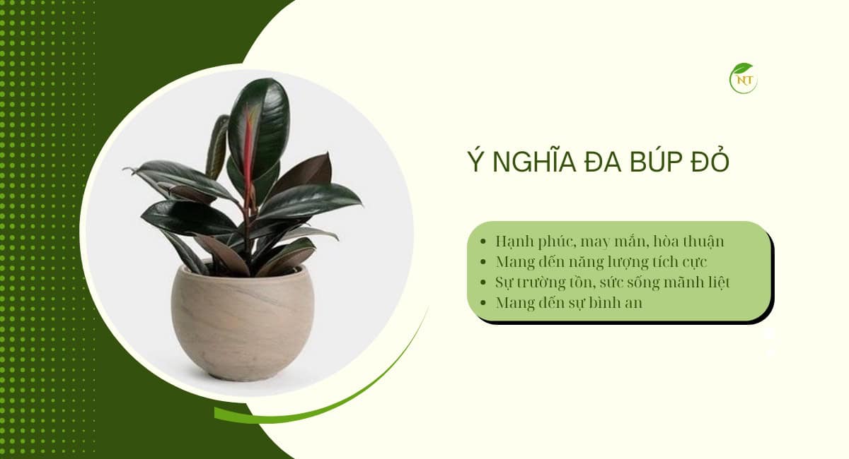 Ý nghĩa Cây đa búp đỏ