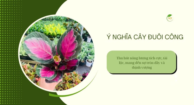 Ý nghĩa Cây đuôi công