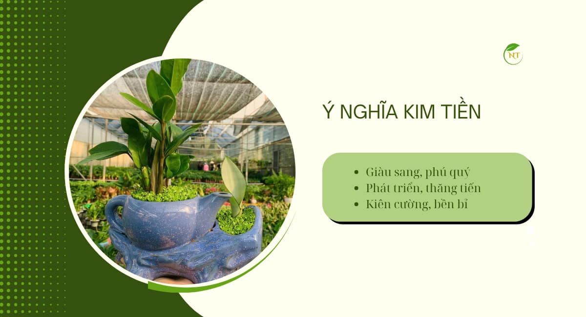 Ý nghĩa cây kim tiền