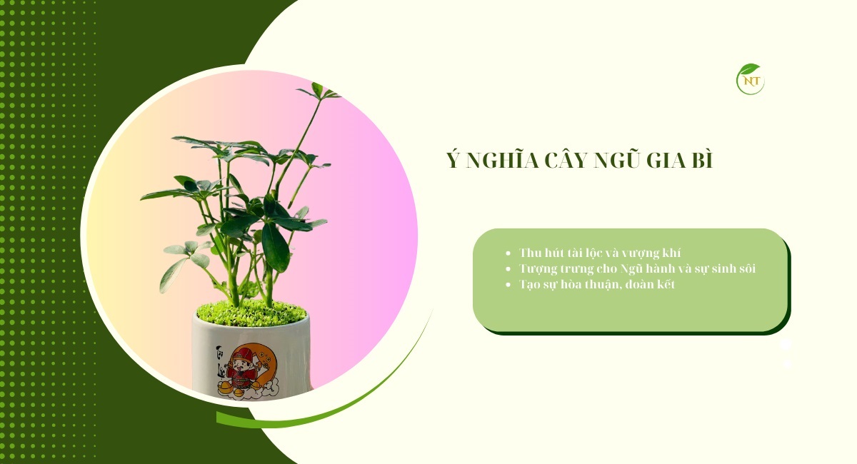 Ý nghĩa cây ngũ gia bì