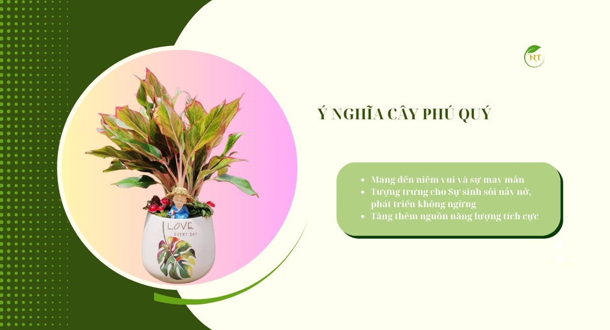 Ý nghĩa cây phú quý