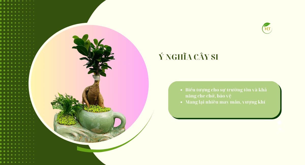 ý nghĩa cây si